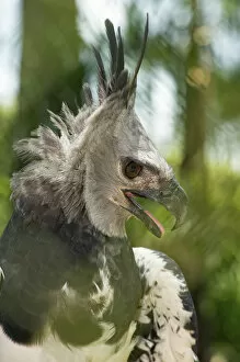Images Dated 28th January 2010: The Harpy Eagle (Harpia harpyja), Misiones, Argentina. Is a Neotropical species of eagle