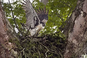 Images Dated 7th August 2009: Harpy Eagle (Harpia harpyja) Savannah Rupununi GUYANA. South America