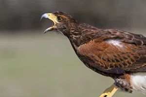 Harriss Hawk (Parabuteo unicinctus) adult calling. (Captive) Harriss Hawk (Parabuteo unicinctus) adult calling. (Captive)