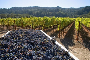 Harvested wine grapes in Napa Valley, California Harvested wine grapes in Napa Valley, California
