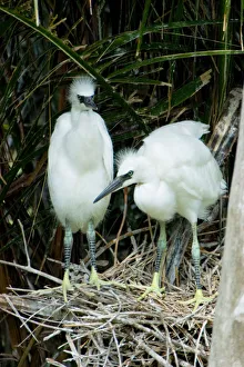 Two hatchling snowy egrets spy the surrounding area from their nest at Naples Zoo Two hatchling snowy egrets spy the surrounding area from their nest at Naples Zoo