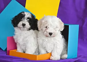 Images Dated 1st March 2011: Two Havanese puppies sitting together surrounded by colors