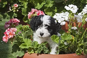 Images Dated 1st March 2011: A Havanese puppy in a flower pot surrounded by flowes
