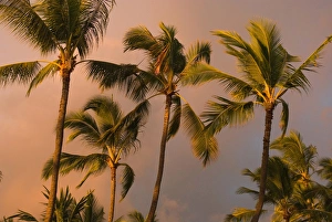 Hawaii, Big Island, Kona, Palm trees at sunset Hawaii, Big Island, Kona, Palm trees at sunset