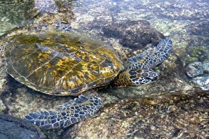 Hawaiian Green Sea Turtle in a tidal pool on the Island of Hawaii Hawaiian Green Sea Turtle in a tidal pool on the Island of Hawaii