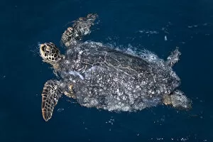 Hawaiian Green Turtle (Chelonia mydas) swimming at night This species is listed
