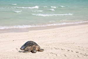Hawaiian Green Turtle / Chelonia mydas resting on beach This species is listed as Hawaiian Green Turtle / Chelonia mydas resting on beach This species is listed as