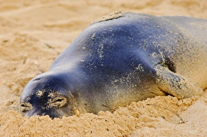Hawaiian monk seal in the wild, Monachus schauinslandi, Poipu, Kauai, Hawaii, USA Hawaiian monk seal in the wild, Monachus schauinslandi, Poipu, Kauai, Hawaii, USA