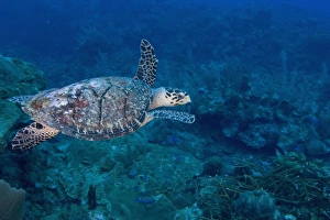 Hawksbill Turtle (Eretmoschelys imbricata) Ambergris Caye, Hol Chan Marine Preserve Hawksbill Turtle (Eretmoschelys imbricata) Ambergris Caye, Hol Chan Marine Preserve
