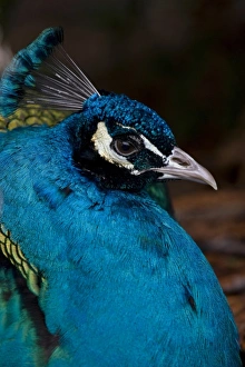 Head and shoulder portrait of a Peacock at the Point Defiance Zoo, Tacoma, Washington Head and shoulder portrait of a Peacock at the Point Defiance Zoo, Tacoma, Washington