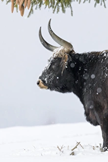 Heck Cattle (Bos primigenius taurus), an attempt to breed back the extinct Aurochs Heck Cattle (Bos primigenius taurus), an attempt to breed back the extinct Aurochs