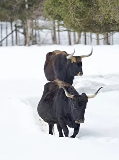 Heck Cattle (Bos primigenius taurus), an attempt to breed back the extinct Aurochs Heck Cattle (Bos primigenius taurus), an attempt to breed back the extinct Aurochs