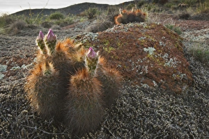 Hedgehog Cactus (Echinocereus sp.) budding in granite hills, southwestern Oklahoma Hedgehog Cactus (Echinocereus sp.) budding in granite hills, southwestern Oklahoma