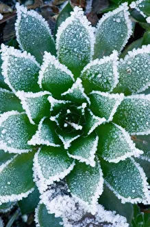 Hen & Chicks succulent with frost in the early morning in our garden, Sammamish Hen & Chicks succulent with frost in the early morning in our garden, Sammamish