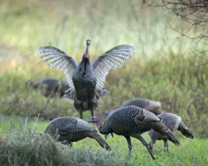Wild Turkey Gallery: Hens and gobblers, Osceola wild turkey, Myakka River State Park, Florida