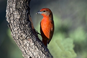 The hepatic tanager (Piranga flava), a medium-sized American songbird, feeding on sap The hepatic tanager (Piranga flava), a medium-sized American songbird, feeding on sap
