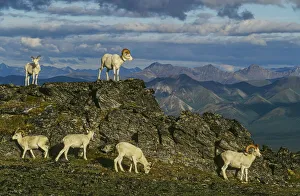Herd of Dall Rams and Ewes graze on ridge, Denali National Park, Alaska Herd of Dall Rams and Ewes graze on ridge, Denali National Park, Alaska