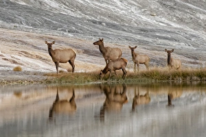 Herd of Elk and reflection, Canary Spring, Yellowstone National Park, Montana/Wyoming Herd of Elk and reflection, Canary Spring, Yellowstone National Park, Montana/Wyoming
