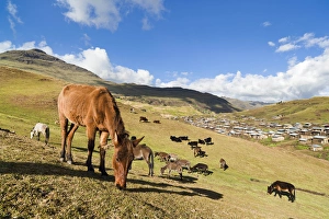 Herds grazing near the village of Arkwasiye in the Highlands of Ethiopia Herds grazing near the village of Arkwasiye in the Highlands of Ethiopia