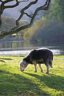 Cumbria Gallery: Herdwick sheep