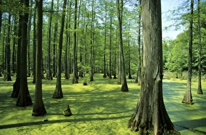 Heron Pond bald cypress trees in Little Black Slough State Natural Area, Shawnee National Heron Pond bald cypress trees in Little Black Slough State Natural Area, Shawnee National