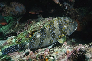Hieroglyphic Hawkfish (Cinhitus rivulatus), Central Isles, Galapagos Islands, Ecuador Hieroglyphic Hawkfish (Cinhitus rivulatus), Central Isles, Galapagos Islands, Ecuador