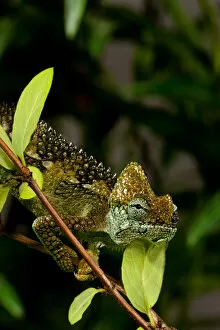 High-casque Chameleon, Trioceros hoehneli, Native to Kenya and Uganda, Habitat: Brush and Scrubs