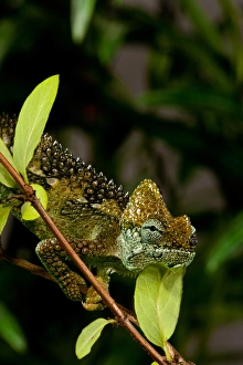 High-casque Chameleon, Trioceros hoehneli, Native to Kenya and Uganda High-casque Chameleon, Trioceros hoehneli, Native to Kenya and Uganda