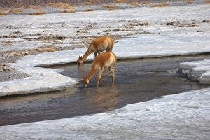 High in the Chilean Altoplano, these vicuna graze by a lagoon High in the Chilean Altoplano, these vicuna graze by a lagoon