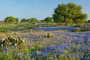 Hill Country, Texas, Bluebonnets, Oak Trees, and cactus