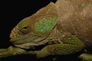 Hilleniusi chameleon (Calumma hilleniusi) FORMALLY SUB-SPECIES OF CALUMMA BREVICORNIS Hilleniusi chameleon (Calumma hilleniusi) FORMALLY SUB-SPECIES OF CALUMMA BREVICORNIS