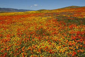 Hillside filled with Goldfields and California poppies near Lancaster Hillside filled with Goldfields and California poppies near Lancaster