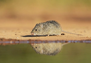 Hispid Cotton Rat (Sigmodon hispidus), adult at waters edge, South Texas, USA Hispid Cotton Rat (Sigmodon hispidus), adult at waters edge, South Texas, USA