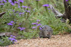 Hispid Cotton Rat (Sigmodon hispidus) feeding Hispid Cotton Rat (Sigmodon hispidus) feeding