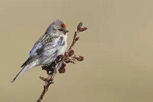 Images Dated 4th June 2014: Hoary Redpoll