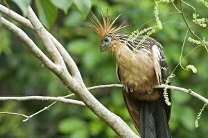 Neo Tropical Gallery: Hoatzin (Opisthocomus hoazin), also known as the Hoactzin, Stinkbird, or Canje Pheasant