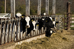 Holsteins at Boggy Meadow Farm in Walpole, New Hampshire Holsteins at Boggy Meadow Farm in Walpole, New Hampshire