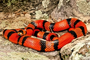 Phyllostomidae Gallery: Hondurensis Collection