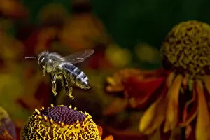 Images Dated 12th July 2010: Honey Bee flying over flowers (Apis mellifera)