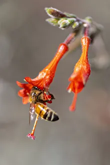Honey bee gathering pollen inside a bell shaped flower Honey bee gathering pollen inside a bell shaped flower