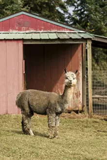 Images Dated 19th October 2014: Hood River, Oregon, USA. Alpaca at the Cascade Alpacas and Foothills Yarn and Fiber farm