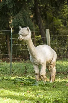 Images Dated 19th October 2014: Hood River, Oregon, USA. Alpaca walking in a pasture