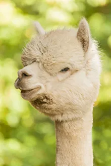 Images Dated 19th October 2014: Hood River, Oregon, USA. Portrait of an Alpaca