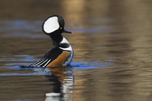 <b class=qtipBold><figcaption>Hooded Merganser; Courtship Display</figcaption></b><br>Hooded Merganser, courtship display<br><em>© Ken Archer / DanitaDelimont.com</em> Hooded Merganser; Courtship Display