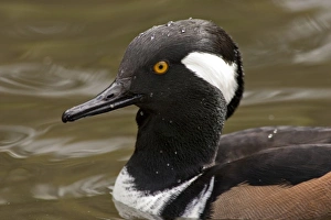A Hooded Merganser drake (Lophodytes cucullatus) A Hooded Merganser drake (Lophodytes cucullatus)