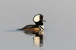 Hooded merganser male in wetland, Marion County, Illinois Hooded merganser male in wetland, Marion County, Illinois