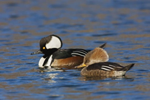 <b class=qtipBold><figcaption>Hooded Merganser Pair</figcaption></b><br>Hooded Merganser pair<br><em>© Ken Archer / DanitaDelimont.com</em> Hooded Merganser Pair
