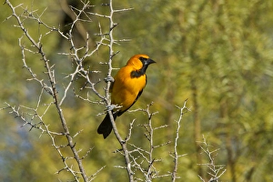 Hooded Oriole (Icterus cuculatus) male in lotebush, Rio Grande, south Texas Hooded Oriole (Icterus cuculatus) male in lotebush, Rio Grande, south Texas