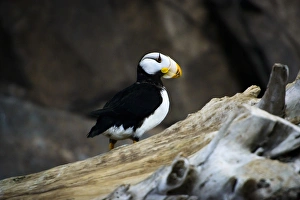 A horned puffin sits on a branch in Seward, Alaska A horned puffin sits on a branch in Seward, Alaska