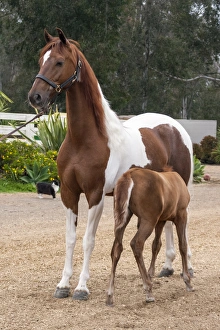 <b class=qtipBold><figcaption>Horse with colt nursing</figcaption></b><br><em>© Zandria Muench Beraldo / DanitaDelimont.com</em> Horse with colt nursing